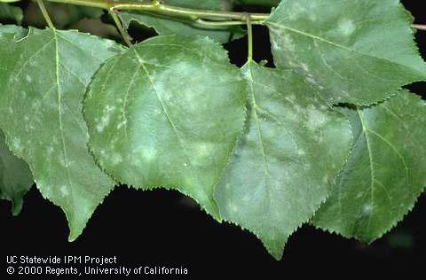 Foliage symptoms of powdery mildew.