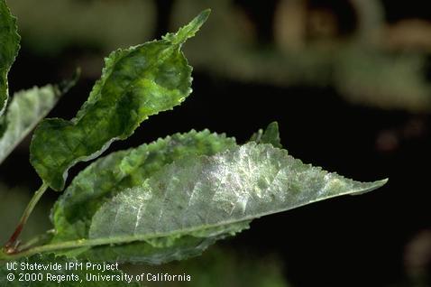 Foliage damaged by powdery mildew.