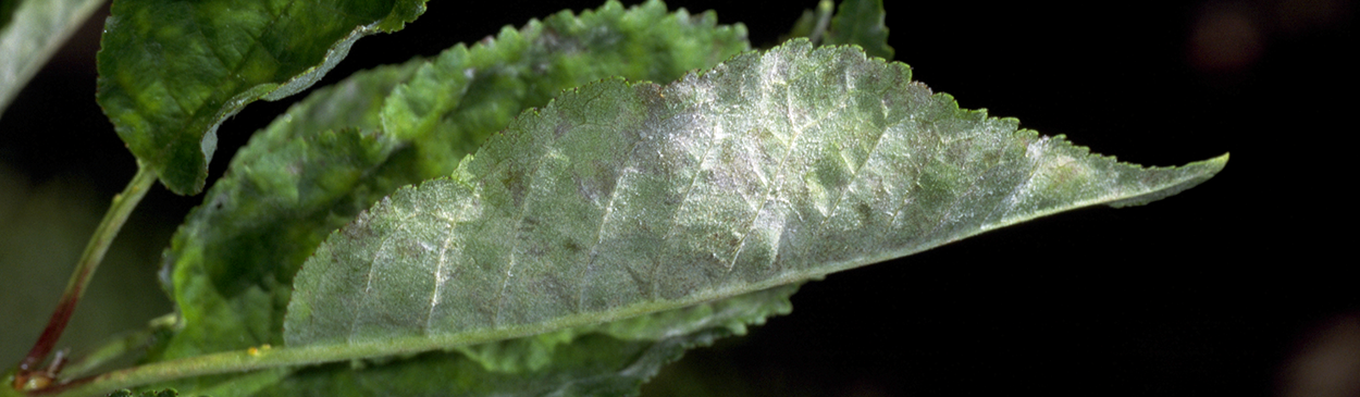 Powdery mildew, Podosphaera clandestina, on cherry leaf.