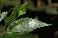 Damage caused by powdery mildew