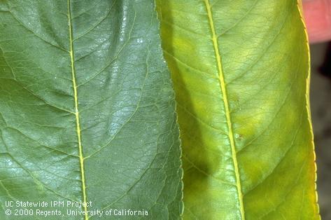 A healthy peach leaf (left) next to a leaf infected with peach yellow leafroll phytoplasma. The pathogen has caused chlorosis, an enlarged midvein, and marginal cupping.