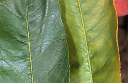 Leaf yellowed by phytoplasma (right)