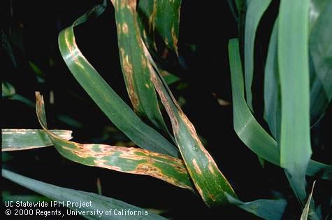 Foliage damaged by leaf blotch.