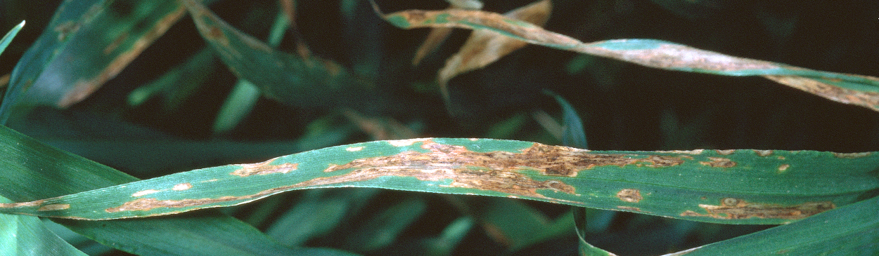 Foliage damaged by leaf blotch.