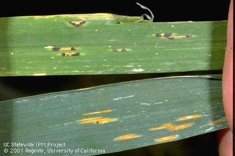 Foliage damaged by crown rust.