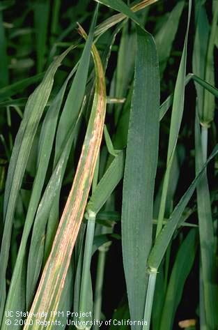 Foliage damaged by barley stripe.