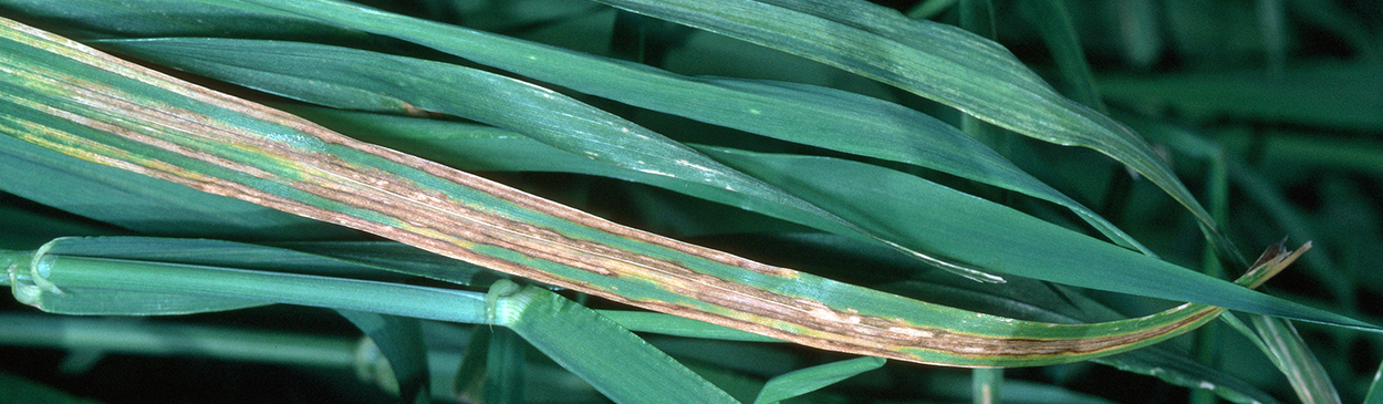 Barley stripe lesions run the entire length of the blade.