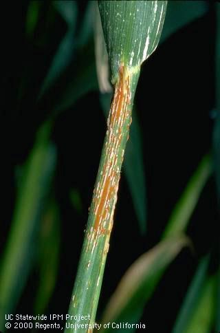 Foliage damaged by stem rust.