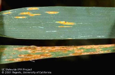 Foliage damaged by stem rust.