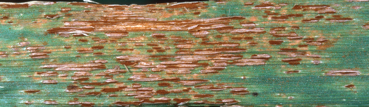 Stem rust pustules contain brick red spores and have conspicuously tattered edges.