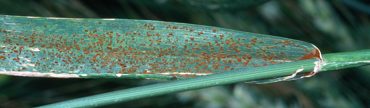 Pustules of leaf rust are reddish brown.