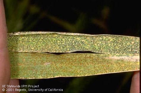 Foliage damaged by leaf rust.