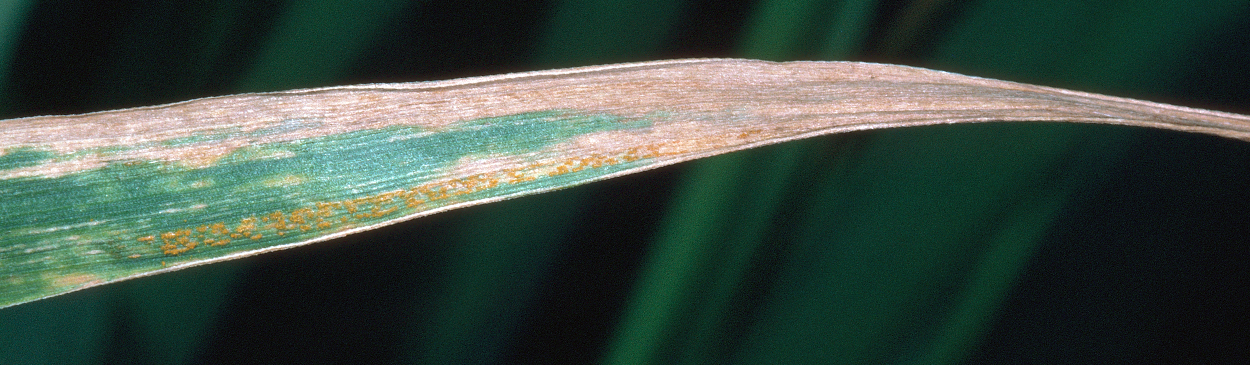 Foliage damaged by stripe rust.