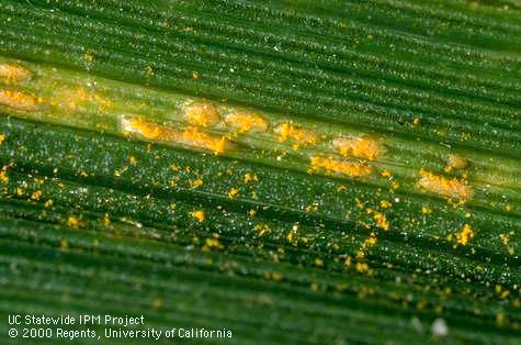 Stripe rust.