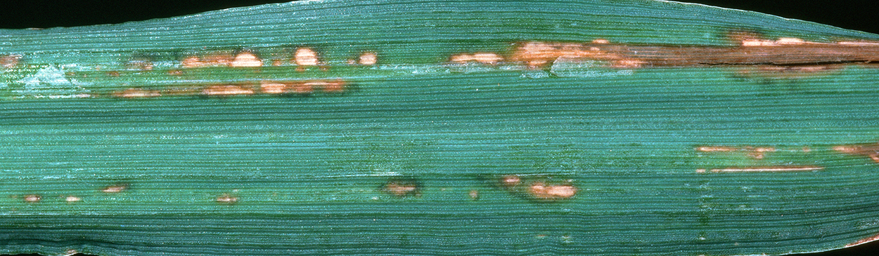 Bacterial leaf blight lesions.