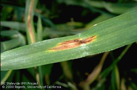 Foliage damaged by net blotch.