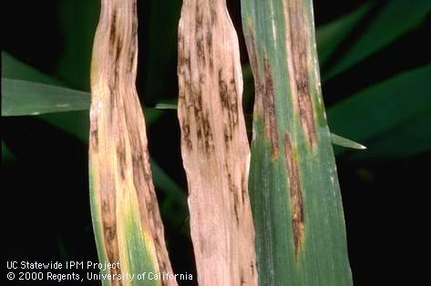 Foliage damaged by net blotch.