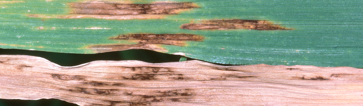 Foliage damaged by net blotch.