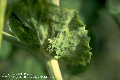 Foliage damaged by pea enation mosaic virus.