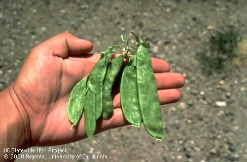 Fruit damaged by pea enation mosaic virus.