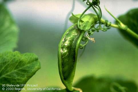 Fruit damaged by pea enation mosaic virus.