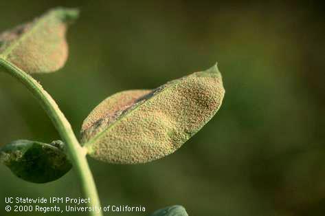 Foliage damaged by downy mildew.