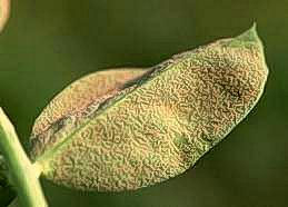 Cottony growth of downy mildew