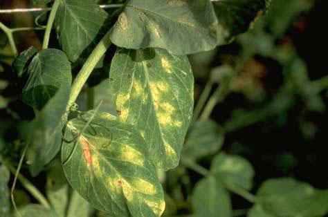 Foliage damaged by downy mildew.