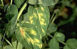 Yellow blotches on upper pea leaf surface