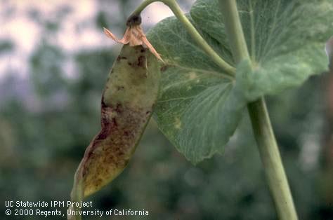 Fruit damaged by pea streak.