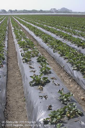 Strawberry plants stunted and killed by red stele root rot, caused by <I>Phytophthora fragariae</I>.