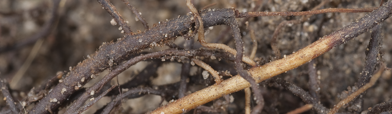 Strawberry roots infected by the red stele pathogen, Phytophthora fragariae var. fragariae, rot from their tips back.