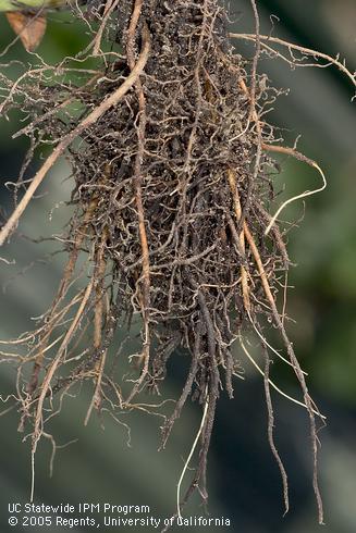 Strawberry roots infected by the red stele pathogen, <I>Phytophthora fragariae,</I> rot from their tips back.