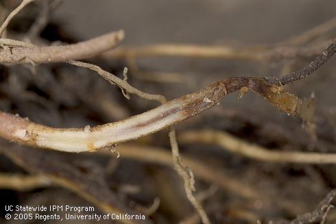 In roots infected by the red stele pathogen,, <I>Phytophthora fragariae,</I> the stele turns red above the rotted portion.