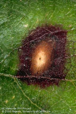 Old lesions of Phomopsis leaf blight, <i>Phomopsis obscurans</i>, of strawberry commonly develop three color zones and tiny, black, fungal fruiting bodies (pycnidia) are produced in their center.