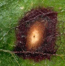 Older lesions of Phomopsis leaf blight commonly have three color zones and develop black fruiting bodies in their center.