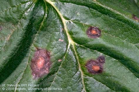 Foliage damaged by Phomopsis leaf blight.