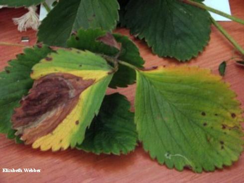 Brown necrotic, V-shaped lesion with yellow margins on a strawberry leaflet with Phomopsis leaf blight, <i>Phomopsis</i> (=<i>Dendrophoma</i>) <i>obscurans</i>.