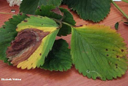 When Phomopsis leaf blight lesions grow together they commonly become dark and V-shaped, sometimes with a yellow margin.