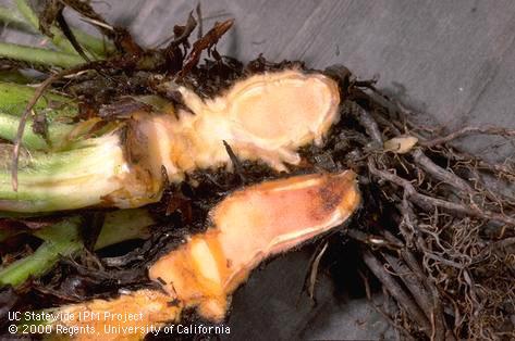 Crown damaged by Phytophthora crown rot, Phytophthora root rot.