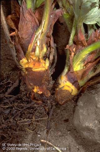 Crown damaged by Phytophthora root and crown rot.