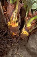 Phytophthora crown rot