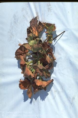 Foliage damaged by Phytophthora root and crown rot.