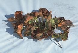 Discolored and wilted strawberry plant