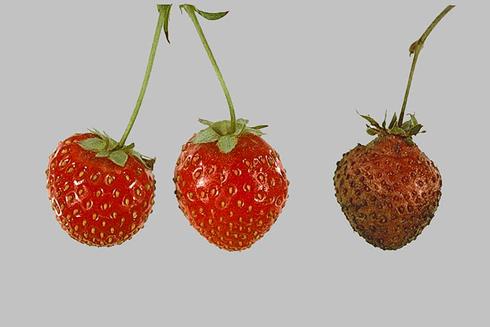 Strawberry fruit infected with leather rot, <i>Phytophthora</i> sp. (right).