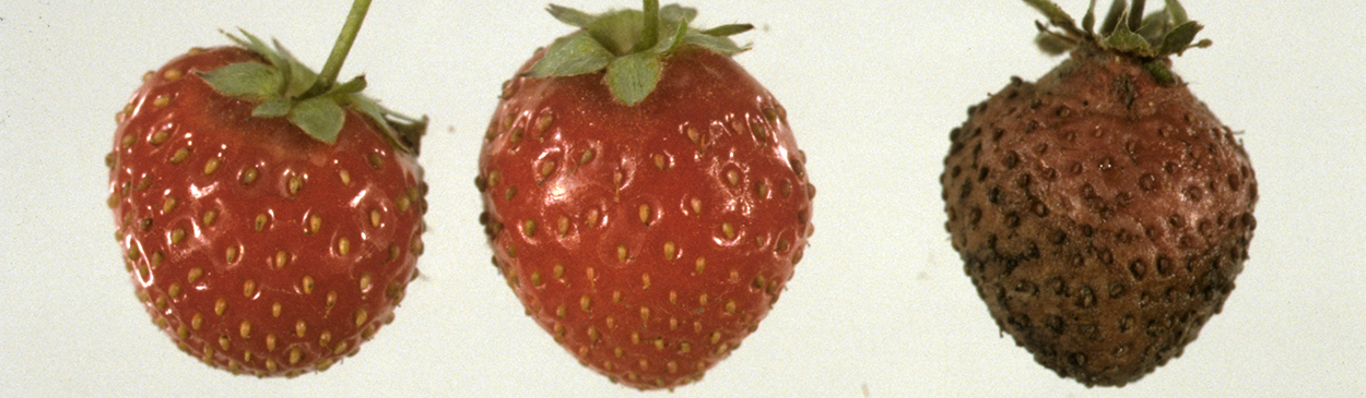 Strawberry fruit infected with leather rot, Phytophthora sp. (right).