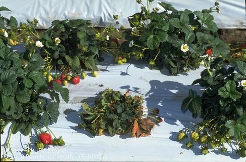 Phytophthora root and crown rot.