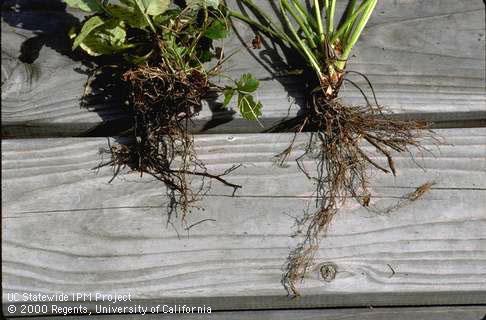 Root damaged by Phytophthora crown rot, Phytophthora root rot.