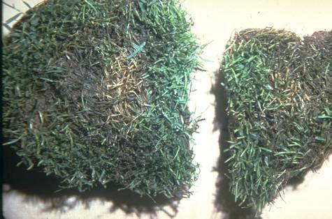 Pythium grease spot damage to annual bluegrass turf.