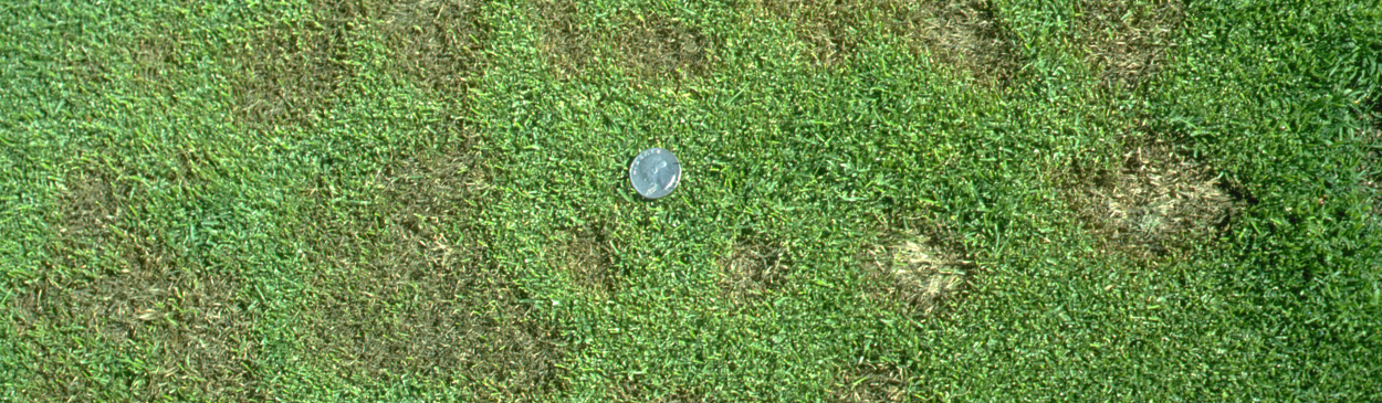 Pythium grease spot damaged spots surrounded by healthy grass in annual bluegrass turf.